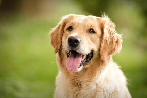 Golden retriever dog